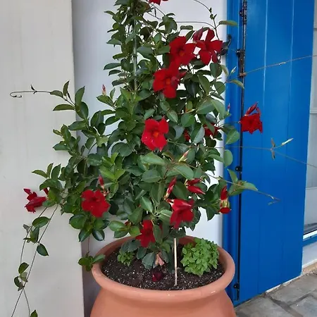 شقة فندقية Aloi